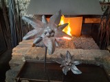 Andy and Elliott's Edelweiss flowers